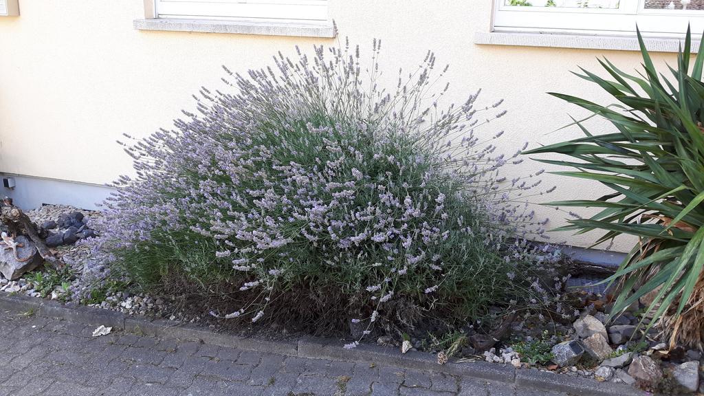 Winzerhof Senn Vogtsburg